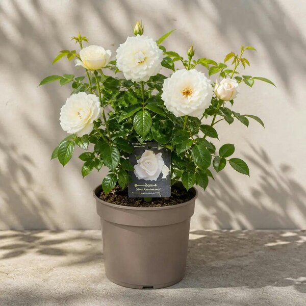 3L Silver Anniversary Cream Rose Bush - Beautiful Flowering Plant Gift