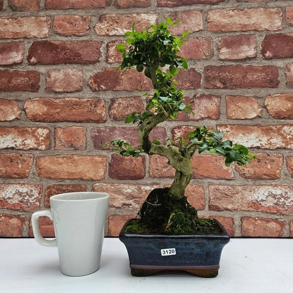 Yorkshire Bonsai Chinese Privet (Ligustrum Sinense) Bonsai Tree | Shaped | In 15cm Pot