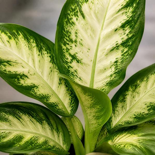 Dieffenbachia Camilla Dumb Cane 12cm Pot Plants By Post