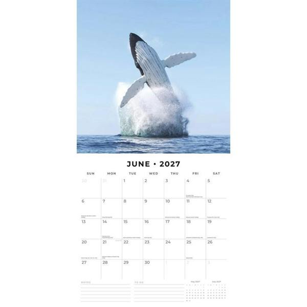 Whales Calendar 2027, Wall Calendars, Month To View, Animals, Gift