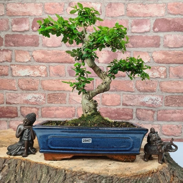 Chinese Privet (Ligustrum Sinense) Bonsai Tree | Shaped | In 25cm Pot - Yorkshire Bonsai