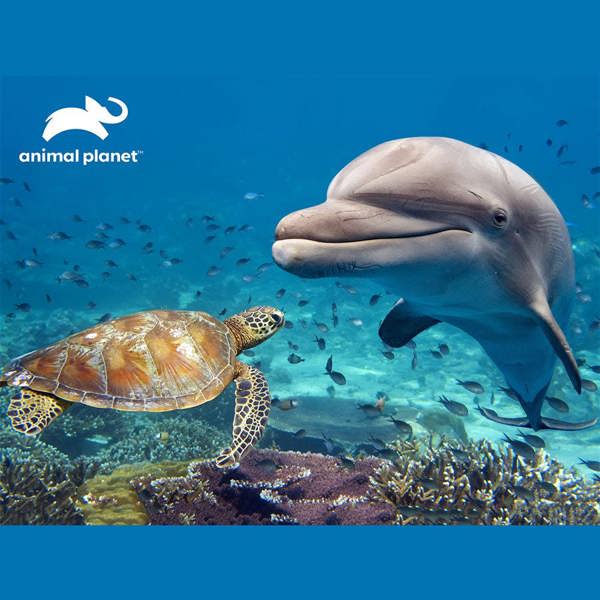Prime 3D Puzzles Prime 3D Animal Planet Dolphin & Turtle 500 Piece Puzzle