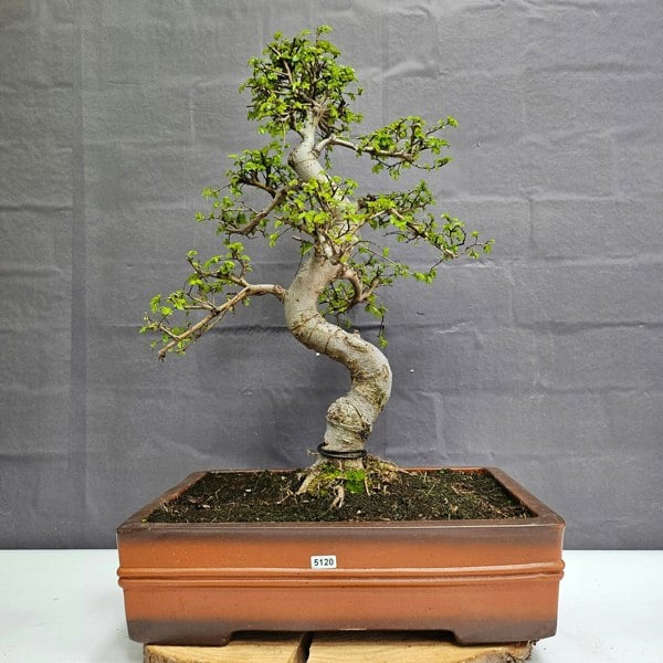 Yorkshire Bonsai Large Chinese Elm (Ulmus Parvifolia) Bonsai Tree | Shaped | In 40cm Pot