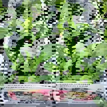 Mesembryanthemum Mixed 6 Pack x 2 (12 Plants)