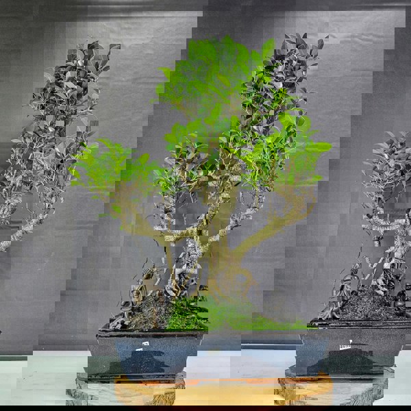 Yorkshire Bonsai Ficus Microcarpa (Banyan Fig) Large Indoor Bonsai Tree | Shaped | In 35cm Pot