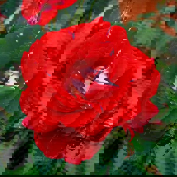 Rose My Mum Bush 5.5L