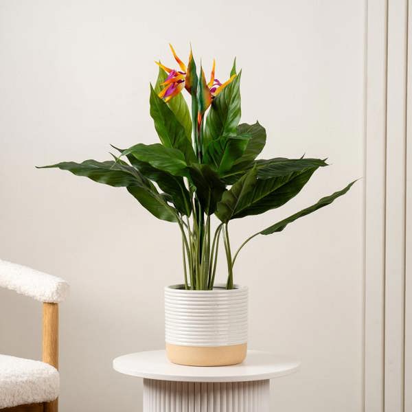 Scottish Everlastings 83cm Bird of Paradise Tree with Flower