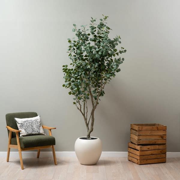 Scottish Everlastings 270cm Eucalyptus Tree