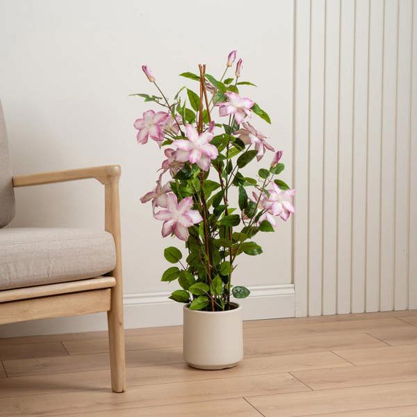 Scottish Everlastings 98cm Real Touch Climbing Clematis in WhIte Pot