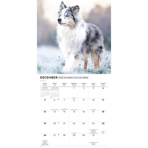 Border Collies Calendar 2027, Wall Calendars, Month To View, Dogs, Gift