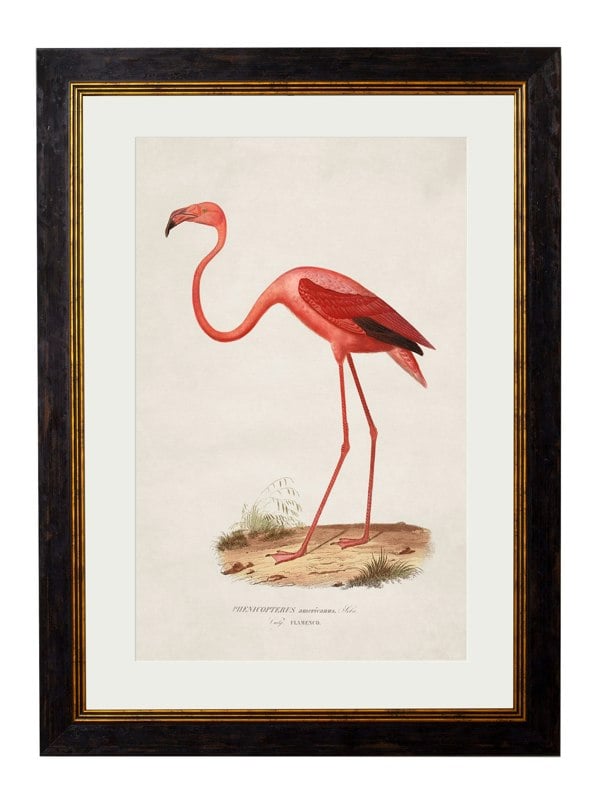 Exceptional Art c.1830 Flamingo