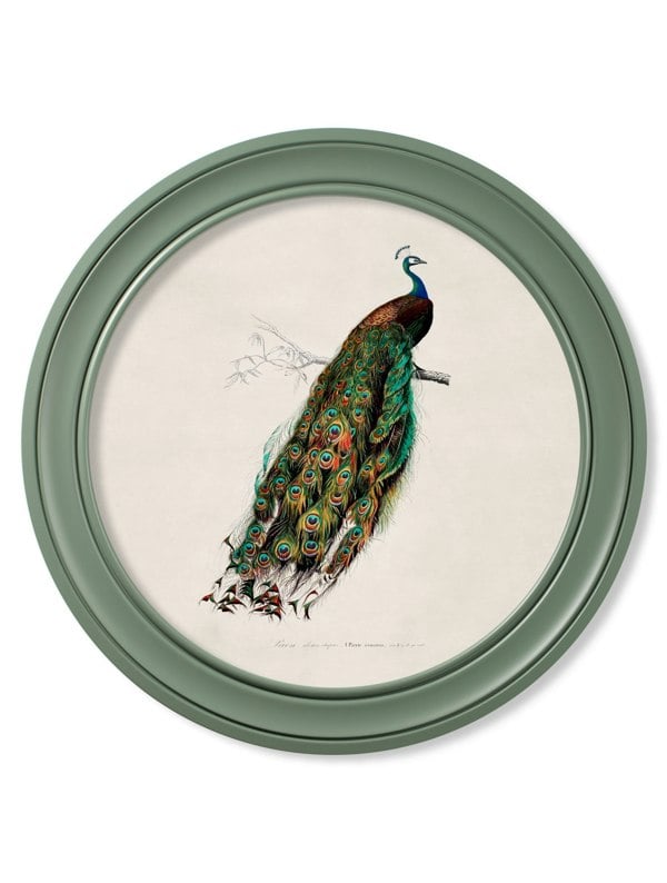 Exceptional Art c.1800s Peacock in Green Round Frame Green