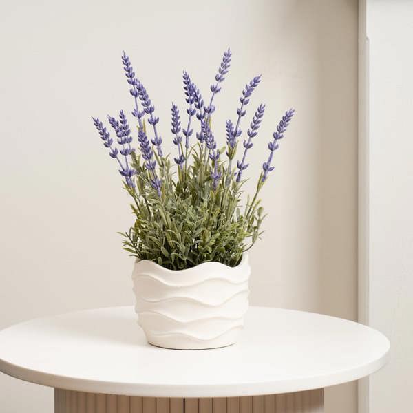 Scottish Everlastings 33cm Lavender in Wavy Cement Pot