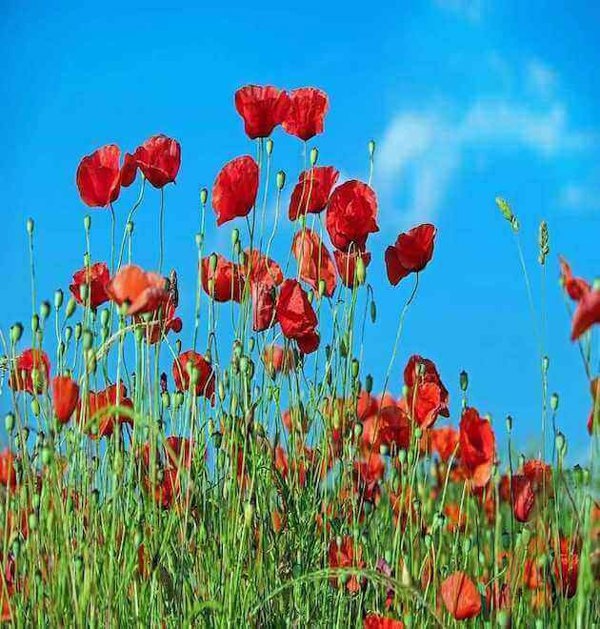 red corn poppy flower