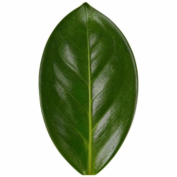 Zamioculcas Zamiifolia ZZ Plant 21cm Pot 5Ltr Easy Care Indoor Houseplant