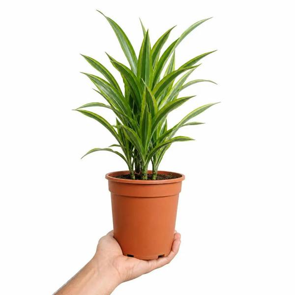 Dracaena Lemon Lime Dragon Tree 17cm Pot – Easy Care Indoor Houseplant - Nursery Pot