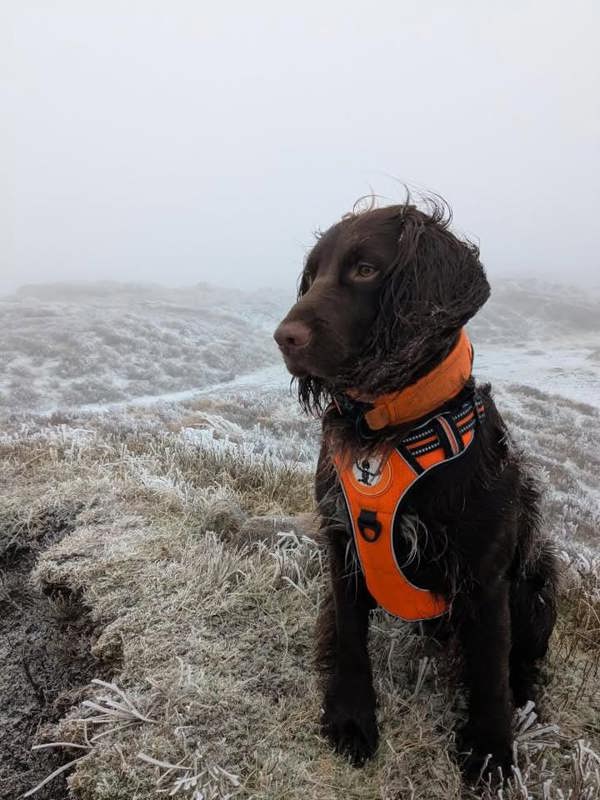 DRYBONES Dog Collar