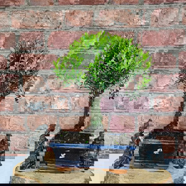 Yorkshire Bonsai Brush Cherry (Syzygium) Bonsai Tree | Broom | In 20cm Pot