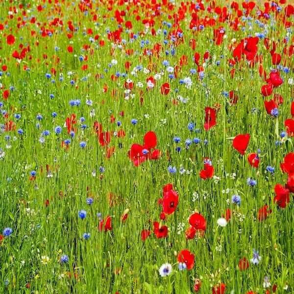 best wildflower seeds uk