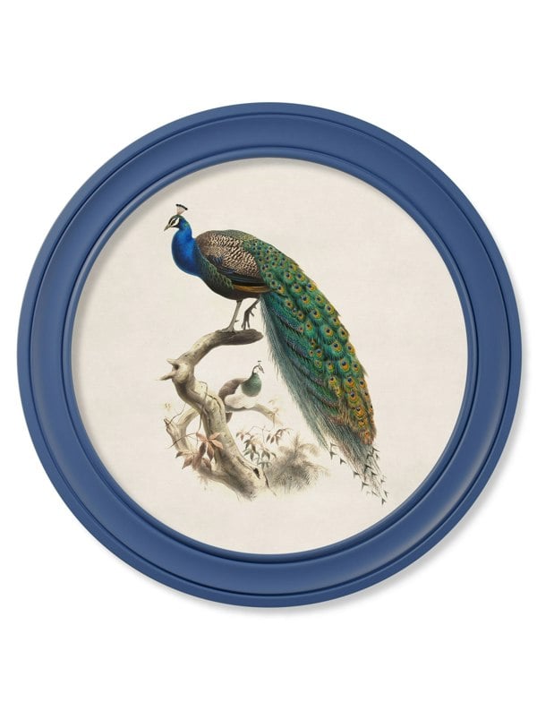 Exceptional Art c.1847 Peacocks in Round Frames Light - Blue