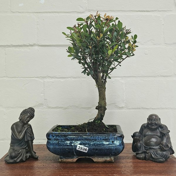 Yorkshire Bonsai Brush Cherry (Syzygium) Bonsai Tree | Broom | In 15cm Pot