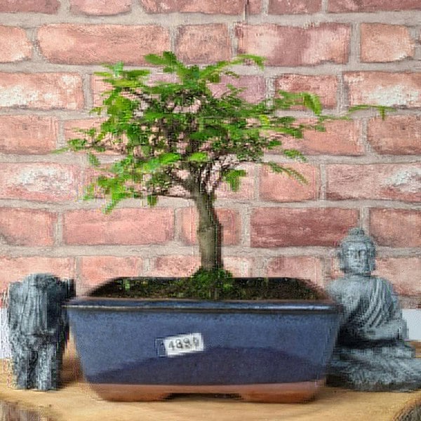 Chinese Elm (Ulmus Parvifolia) Bonsai Tree | Broom | In 15cm Pot - Yorkshire Bonsai