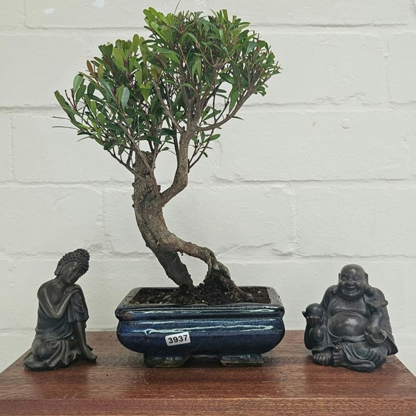 Yorkshire Bonsai Brush Cherry (Syzygium) Bonsai Tree | Broom | In 15cm Pot