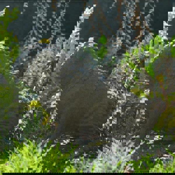 Full Size Pug Cold cast Bronze dog Statue