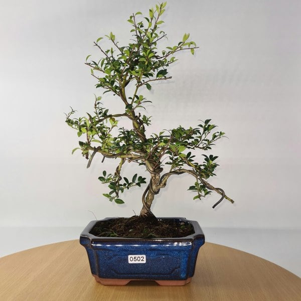 Japanese Holly (Ilex Crenata) Bonsai Tree | Shaped | In 15cm Pot