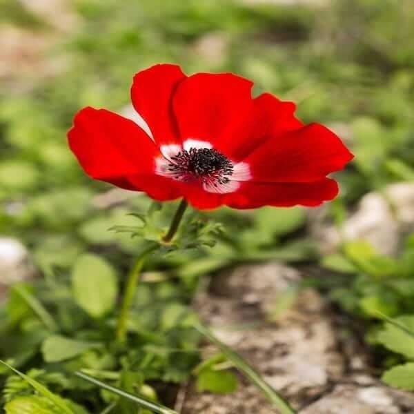 Pheasant's Eye Flower Seeds