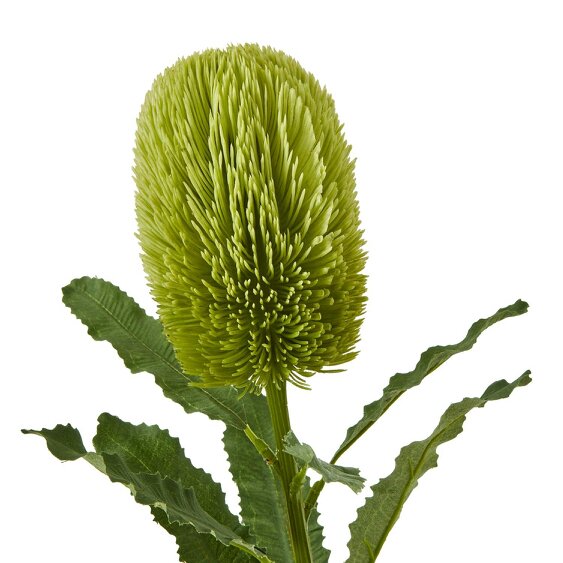 Wyld Haus Set of 3 Artificial Flowers Large Green Banksia Serrata Stems