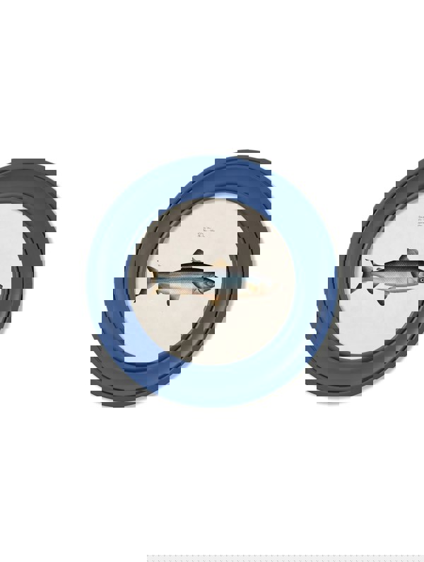 Exceptional Art c.1785 Studies of Salmon - Round Frame Blue