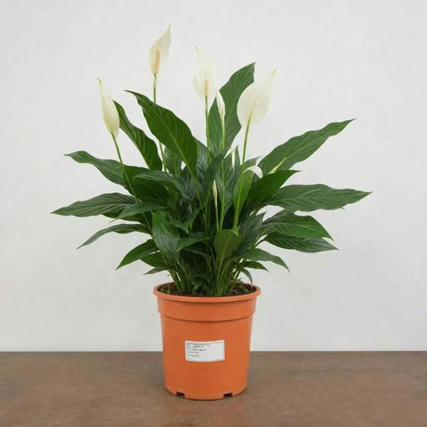 Spathiphyllum Peace Lily 17cm Pot – Easy Care Flowering Indoor Houseplant