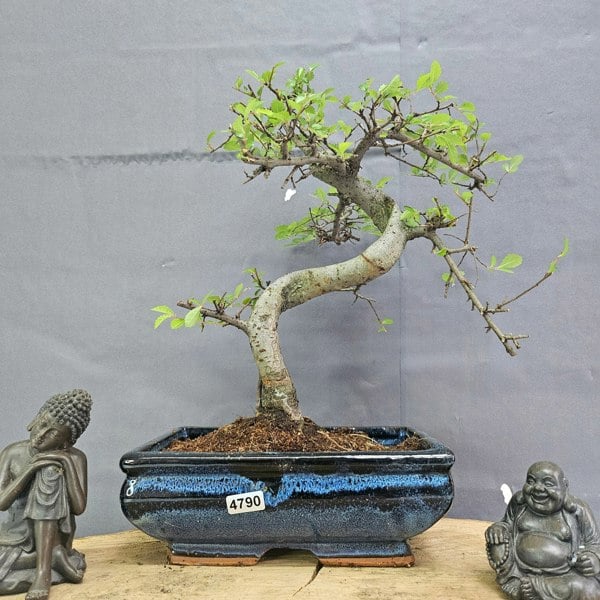 Yorkshire Bonsai Chinese Elm (Ulmus Parvifolia) Bonsai Tree | Shaped | In 20cm Pot