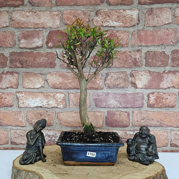 Yorkshire Bonsai Brush Cherry (Syzygium) Bonsai Tree | Broom | In 15cm Pot