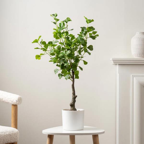 Scottish Everlastings 75cm Heart-leaf Ficus Tree in White Pot