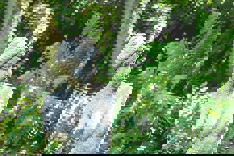 Medium Venus Style Classic Stone Cast Garden Ornament Statuary