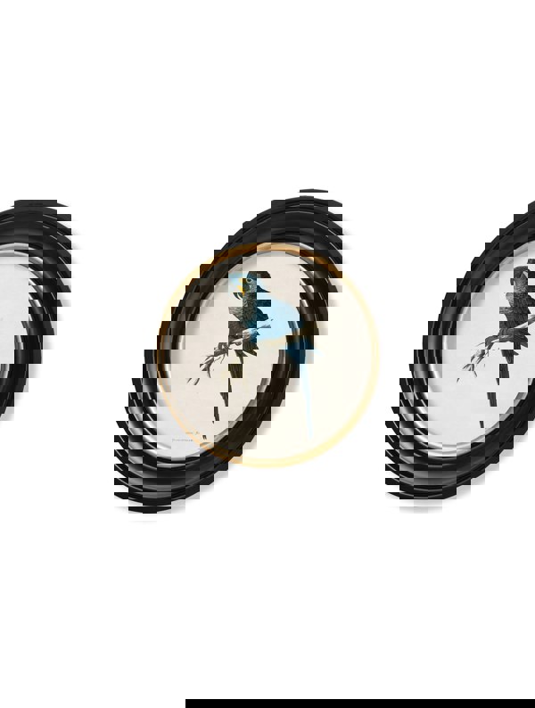 Exceptional Art C.1884 Collection of Macaws in Round Frames