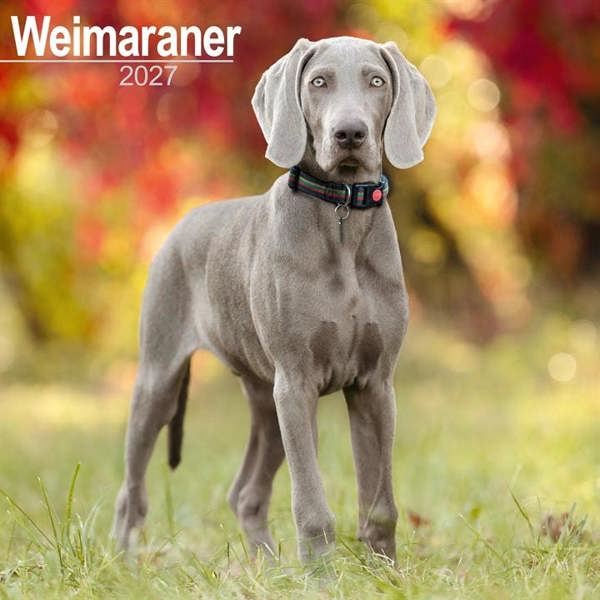 Weimaraner Calendar 2027, Wall Calendars, Month To View, Dogs, Gift