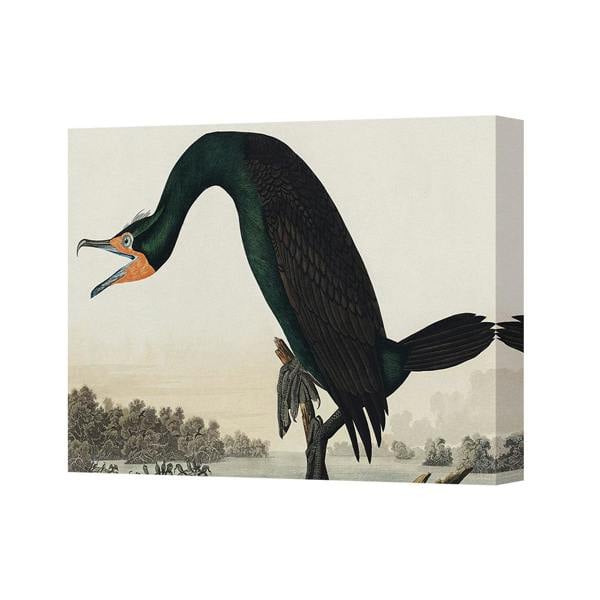 Benjamin Tate Design Cormorant Canvas Wall Art Print Vintage Illustration