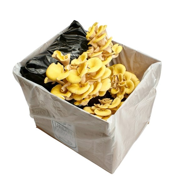 Urban Farm-It Yellow-Gold Oyster Mushroom Growing Kit