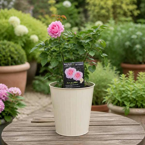 3L Mum In A Million Pink Rose Bush - Beautiful Flowering Plant Gift - Metal Vertical Line Cream