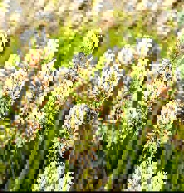 white-clover-Clay-tolerant plants