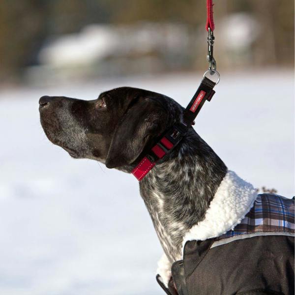 EzyDog Checkmate Collar in Red