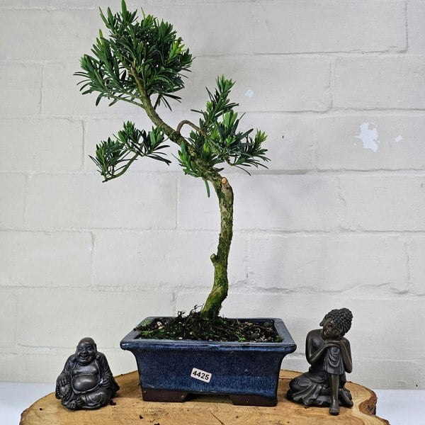 Yorkshire Bonsai Buddhist Pine (Podocarpus Micro) Bonsai Tree | Shaped | In 20cm Pot