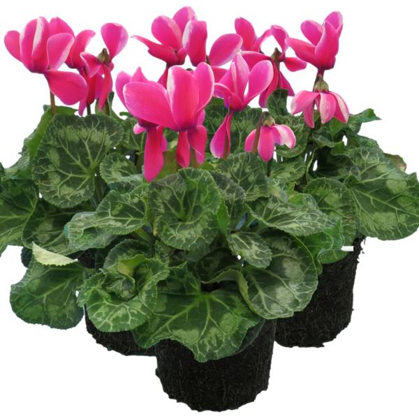 Cyclamen Pink Flame 1Ltr Pot Pack of 3 & 6 Bicolour Flowering Plants Plants By Post