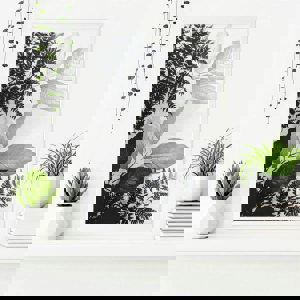 Bathroom Wall Prints | Set of 3 Botanical Wall art Prints