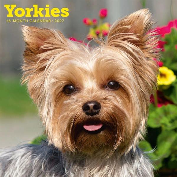 Yorkshire Terriers Calendar 2027, Wall Calendars, Month To View, Dogs, Gift