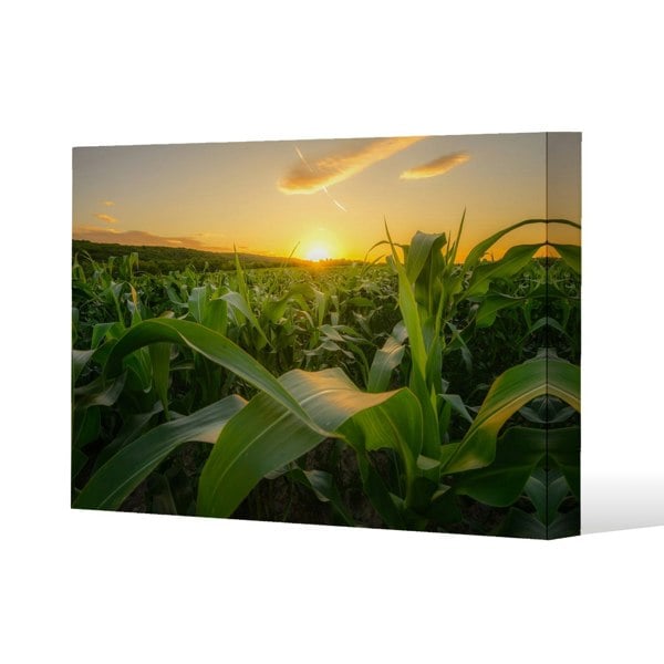 Benjamin Tate Design field at sunset (Canvas Print) Slim Style Canvas Print  70x100cm , 15mm Slim Real wood.