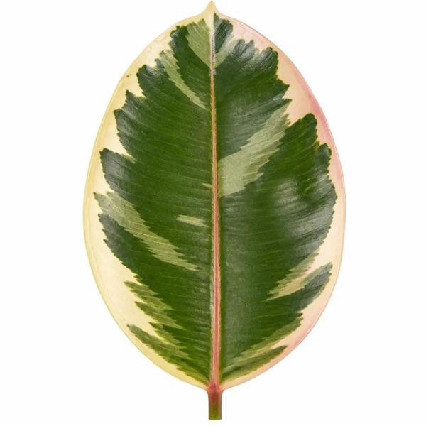 Ficus Tineke Rubber Plant 17cm Pot – Easy Care Indoor Houseplant